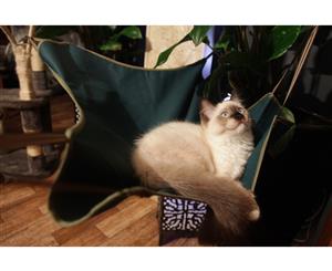 Cat Sling Hammock