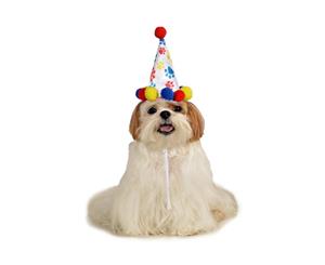 Paw Print Boy Pet Birthday Hat