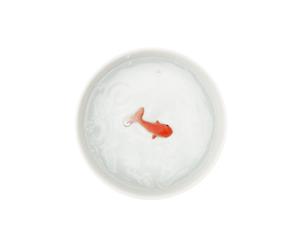 Suck UK  Goldfish Pet Bowl