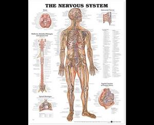 The Nervous System Anatomical Chart Paper Unmounted