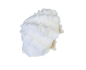 1pce - White Lotus Shell 18cm to 20cm Decretive / Craft - White