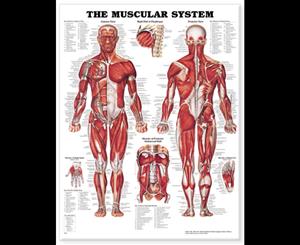 The Muscular System Anatomical Chart Laminated