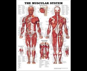 The Muscular System Anatomical Chart Paper Unmounted