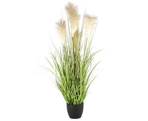 Holly Collection | Potted Pampas Grass Plant | 90cm