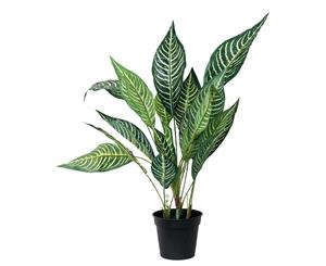 Holly Collection | Potted Calathea Plant | 49cm