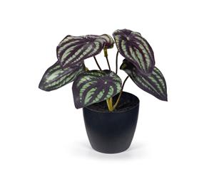 Peperomia Watermelon - Dark Green 15cm