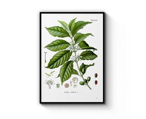 Vintage Coffee Botanical Illustration Art - White Frame