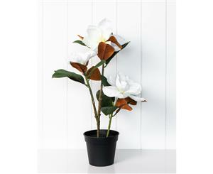 Holly Collection | Potted Magnolia with Flowers Plant | 49cm