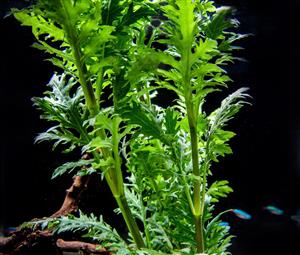 Wisteria Aquarium Live Plant in 5cm Pot