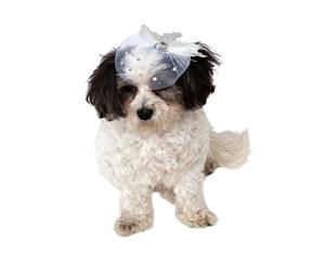 Fancy Formal Hat For Dogs