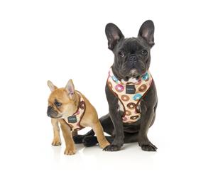 Go Nuts Medium FuzzYard Dog Harness - 38 to 55cm Chest / 32cm Neck