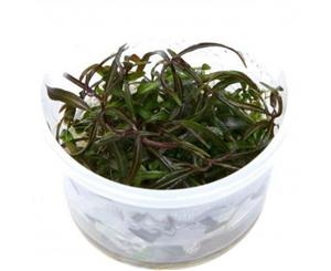 Hygrophila Lancea Tissue Culture Live Aquatic Plant