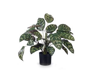 Calathea Plant Dark Green