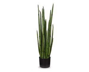 Snake Plant - 68cm