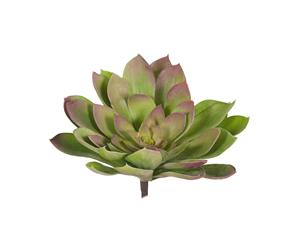 Echeveria - Green/Mauve