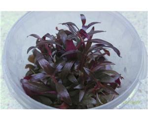 Alternanthera Reineckii Tissue Culture Live Aquatic Plant