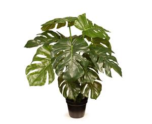 Monstera Plant - Green