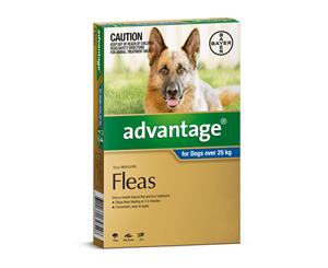 Advantage for Dogs over 25 kgs - 4 Pack - Blue - Flea Control Treatment (Bayer)