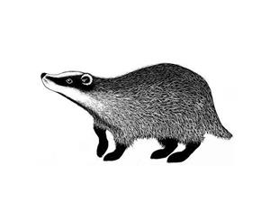 Lavinia Stamps - Badger 2