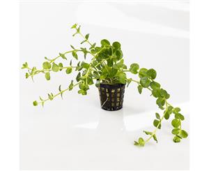 Pennywort Live Aquarium Plant in5cm Pot