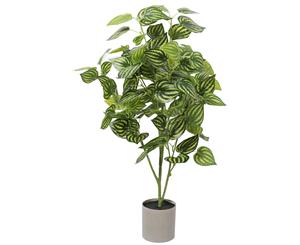 Bright Mixed Philodendron Plant 70cm