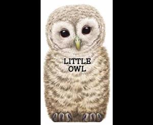 Little Owl  Look at Me