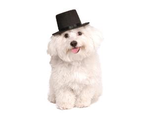 Top Hat Pet Costume