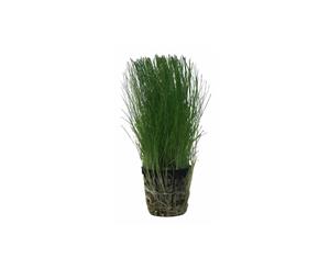 Hairgrass 5cm Pot Aquascaping Planted Tank