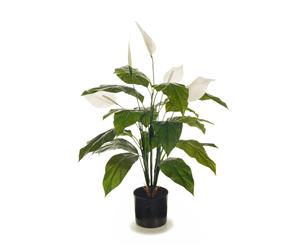 Spathiphyllum Plant - Green/White