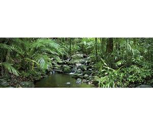 Mossman River in Daintree Rainforest Wall Art Canvas Print