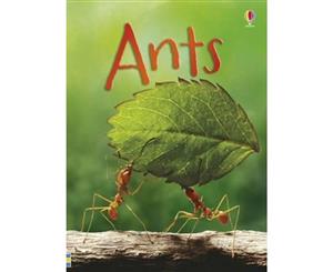 Ants