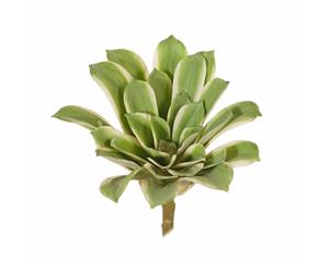 Echeveria - Green/White