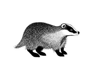 Lavinia Stamps - Badger