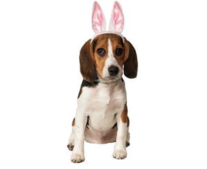 Bunny Ears Pet Accessory Costume