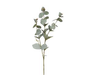 Eucalyptus Silver Dollar