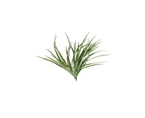 Grass Stem UV