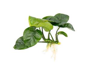 Pisces Anubias Extra Large Live Aquarium Plant