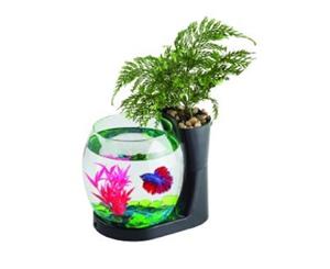 Blue Planet Betta Planter Black 1L