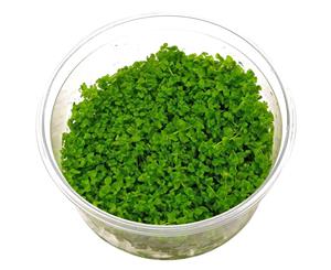 Micranthemum Monte Carlo Tissue Culture Live Aquatic Plant