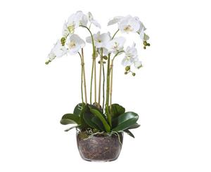 Rogue Phalaenopsis Classic Bowl White Glass