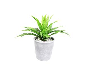 Cooper & Co Boston Fern Green 26 cm