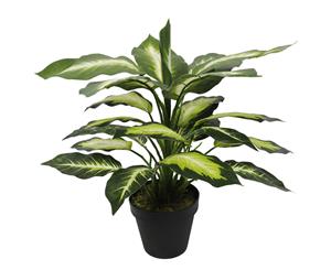 Leopard Lily (Dieffenbachia) with Pot 40cm