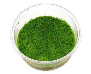 Riccia Tissue Culture Live Aquatic Plant