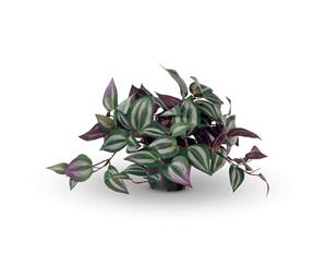 Wandering Jew Hanging Bush - 30cm